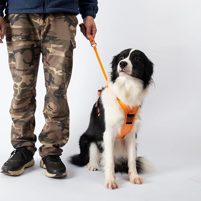 Dog Walk Harness & Leash